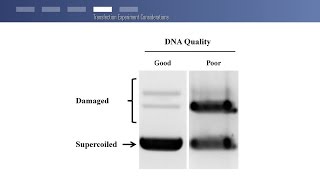 How To achieve transfection with high efficiency and low toxicity with TurboFect [upl. by Semele]