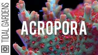 Acropora Coral Care Tips [upl. by Pool892]