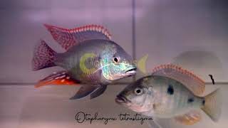 Otopharynx tetrastigma  Coverlens Cichlids  Bandung [upl. by Goat]