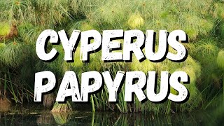 Cyperus Papyrus Um Guia Completo Desta Planta [upl. by Annaliese]