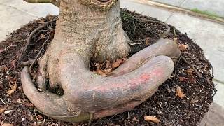 Bonsai From Field Grown Material [upl. by Yeliak]