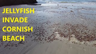 Jellyfish Invasion on Cornwall Beach  Kynance Cove 15th September 2024 [upl. by Nanaek699]