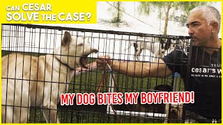 MY DOG BITES MY BOYFRIEND  Cesar Solves the Case  Limited Series [upl. by Akiv258]