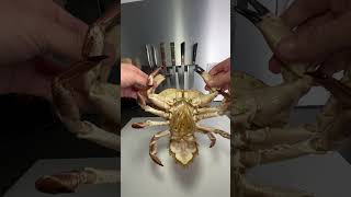 Tourteau crabs crustacean [upl. by Buckden]