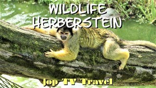 Tour through the wildlife Herberstein Styria Austria jop TV Travel [upl. by Ashil]