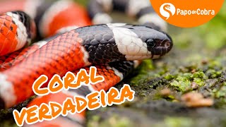 CORAL VERDADEIRA  Cobras Brasileiras 2  Papo de Cobra [upl. by Clarette642]