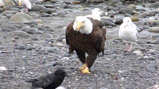 Bald Eagle Walking [upl. by Ledoux]