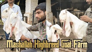 MASHALLAH HIGHBREED GOAT FARM Quality Hyderabadi Setup [upl. by Adnawal843]