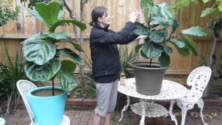 Indoor Plants Pests  Mealybugs on Fiddle Leaf Fig Trees [upl. by Ialda]