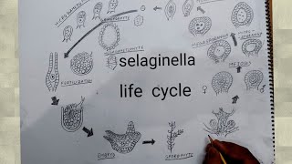 how to draw life cycle of selaginella l lycopodium life cycle [upl. by Erreipnaej]