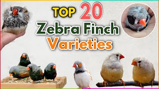 Top 20 most Beautiful Zebra Finches Colour Mutations  Zebra finch Varieties  Types of zebra finch [upl. by Aes45]