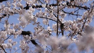 In Giappone fioriscono i ciliegi la meraviglia dellhanami [upl. by Ecarret]