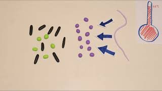 Heat shock response in E coli [upl. by Anais55]