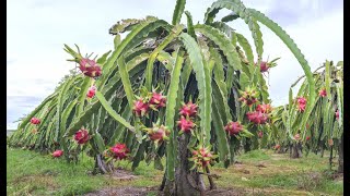 Dragon fruit Hylocereus undatus garden [upl. by Harat]