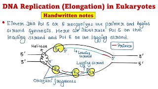 Eukaryotic DNA Replication  Elongation [upl. by Riess]