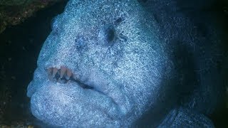 Hungry Wolf Eel Isnt Scared of Humans  Deadly 60  Earth Unplugged [upl. by Natividad]