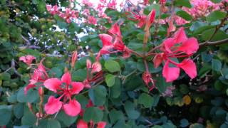 Bauhinia galpinii  Red Orchid Tree HD 01 [upl. by Aronson]