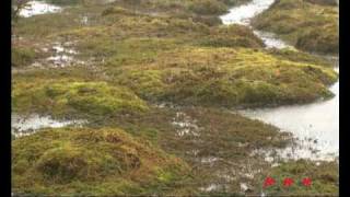 Yakushima UNESCONHK [upl. by Atinauq941]