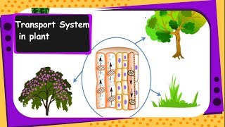 Science  Transportation in plants xylem phloem transpiration pull  English [upl. by Wiley]