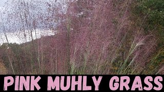 Pink Muhly Grass Muhlenbergia capillaris Planting East Tennessee [upl. by Adnaval]