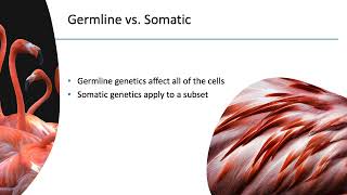 Germline vs Somatic Variants [upl. by Artiek]