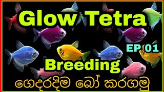 how to Breed Glow tetra fish sinhala Ep 01 [upl. by Euphemia]