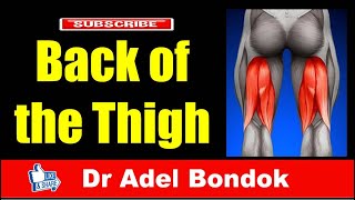 Back of the Thigh and the Sciatic Nerve Dr Adel Bondok [upl. by Ailisec]