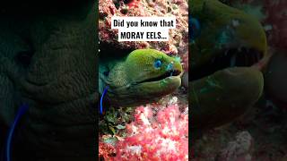 Did you know that MORAY EELS… didyouknow [upl. by Yednil]