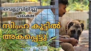 മരണം മുന്നിൽ കണ്ട നിമിഷം kangal dog challange Leash Talks [upl. by Ziul]