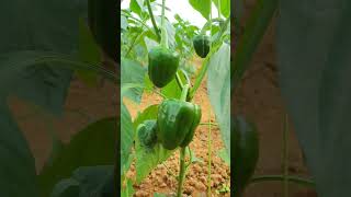 Southern BlightStem Rot of CapsicumSclerotium rolfsiiDr Bhupendra Singh KharayatePlant Health [upl. by Teloiv]