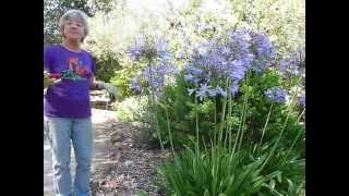 Agapanthus and snails [upl. by Pearlstein860]