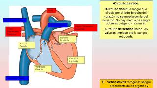 Sistema circulatorio y excretor El corazón y el riñón [upl. by Madalena505]