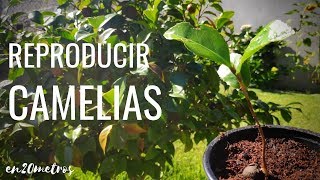 Cómo REPRODUCIR CAMELIAS fácil y rápido crecen solas por decenas  en20metros [upl. by Statis898]