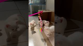 COMPREI BRINQUEDOS PARA OS GATOS😻 pitbullegatos gatos gato gatinho gatosfofos gatosengraçados [upl. by Aninaj]