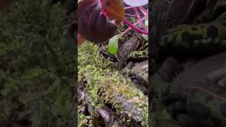 しれーっと強奪 Triturus marmoratus  Marbled newt マダライモリ shorts shortsvideo shortsfeed [upl. by Sirahc]