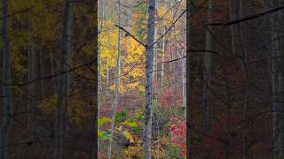 PEAK Fall Foliage🍁🍂😍 fall autumn october mountains blueridgemountains appalachia outdoors [upl. by Aelber]