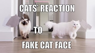 Cats reaction to Fake cat face  mmeowmmia [upl. by Neelyak376]