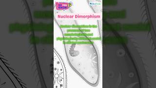 Protozoans  Paramecium  Kingdom Protista  Biological Classification Class 11 Biology education [upl. by Mctyre]