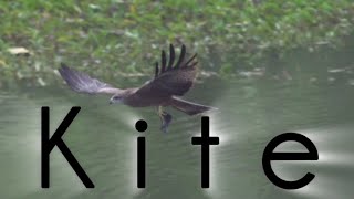 Black kite couldnt get a moments peace from crows [upl. by Thorpe]