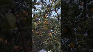 Delicious Cherry and Apricot Trees in Hunza valley 😍 [upl. by Elda444]