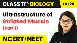 Ultrastructure of Striated Muscle Part 1  Locomotion and Movement  Class 11 Biology  NCERTNEET [upl. by Siurad]