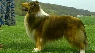 Collie  AKC Dog Breed Series [upl. by Myrtice]