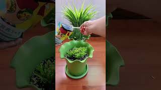 Beautiful growing flowers in the pot and cutting leave flowers put fertilizer for plants flower diy [upl. by Eidaj]