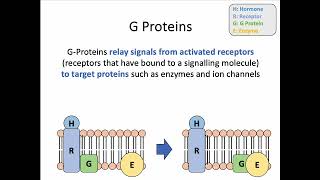 AH Biology 14c Hydrophilic Signals and Transduction [upl. by Angadresma462]