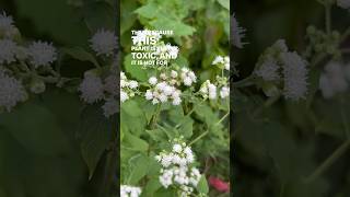 White Snakeroot vs Boneset amp How to Tell the Difference  herbalism plantid toxicplants [upl. by Dadelos]