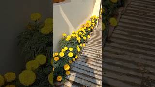 the marigolds are starting to bloom😊 tagetes marigold mygarden winter ytshort shorts [upl. by Rowena635]