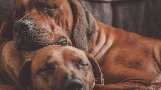 Couch Shopping for Rhodesian Ridgebacks [upl. by Sivatnod786]