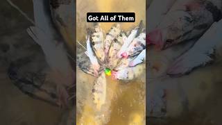 Got them all fishinglife fishtank fisherman fishvideo river bass fish aquarium catfish [upl. by Yrek]