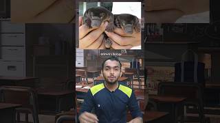 Egg Laying Mammals  Platypus facts biology education shorts [upl. by Dnaleel]