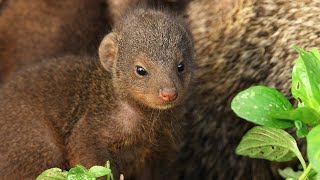 Mongooses Give Warthogs a Spa Day  Serengeti III  BBC Earth [upl. by Rotsen]